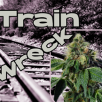 trainwreck-strain